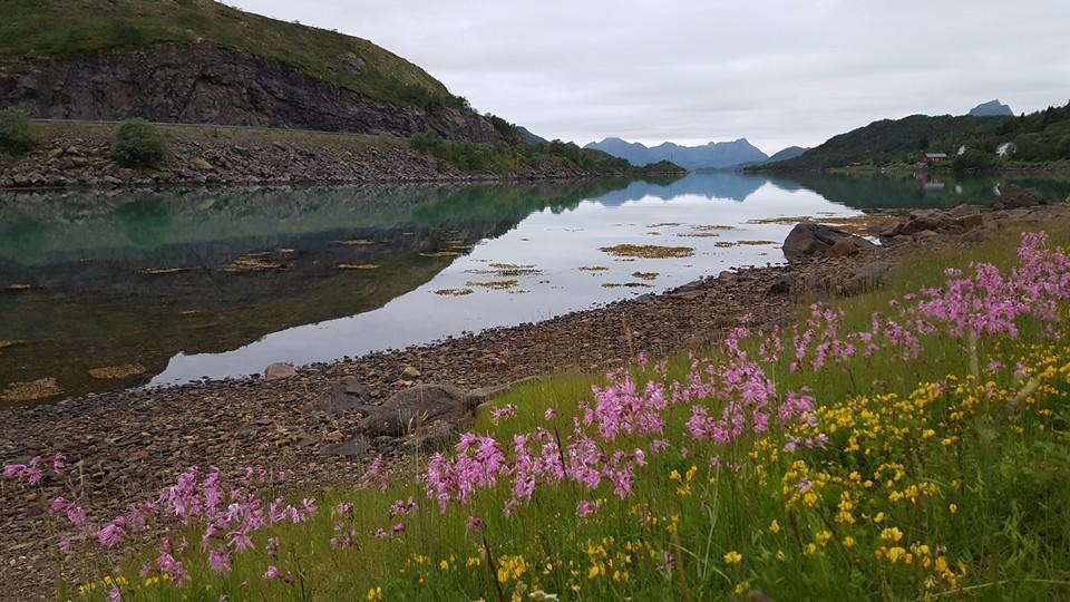 Skjellbogen Hyttegrend Sortland Luaran gambar